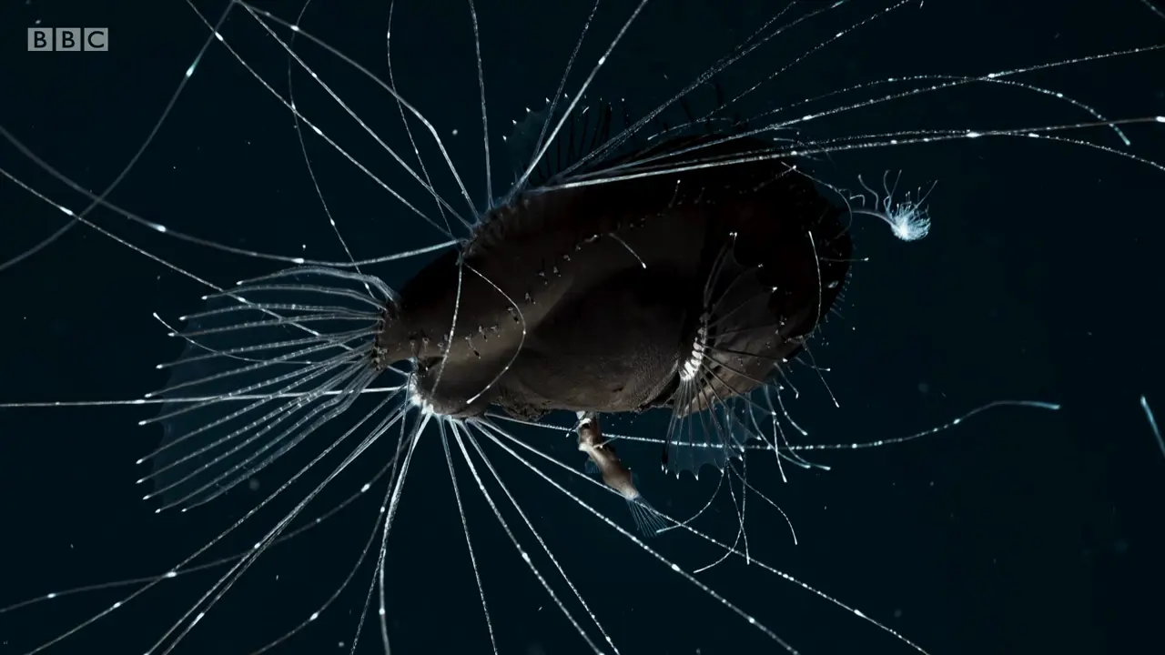 Fanfin anglerfish (Caulophryne jordani) as shown in The Mating Game - Against All Odds